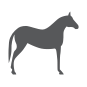 خيل